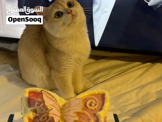 تزاوج برتش Ny 12