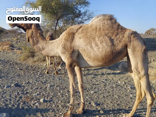 ناقه حايل  للبيع
