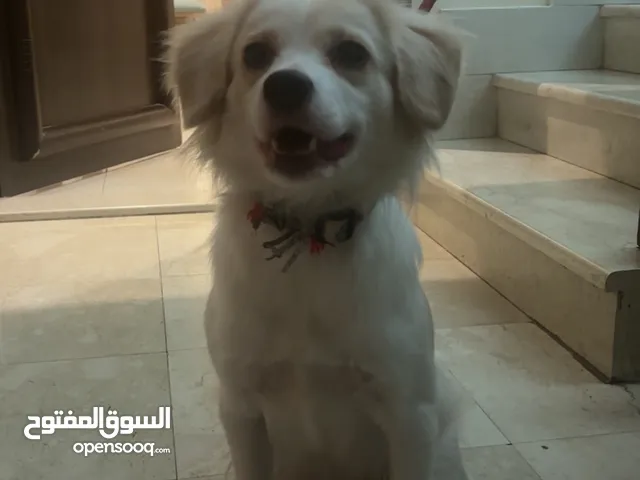 golden retriever / border collie