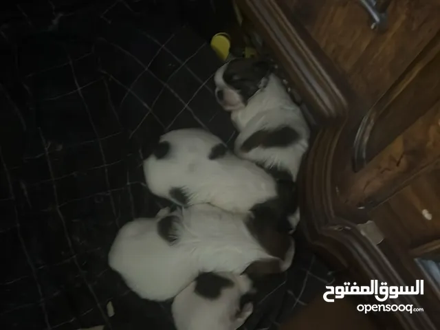 Shitzu for sale 30bd