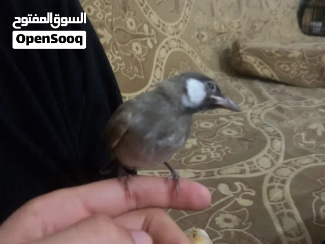 بلبل  نثيه
