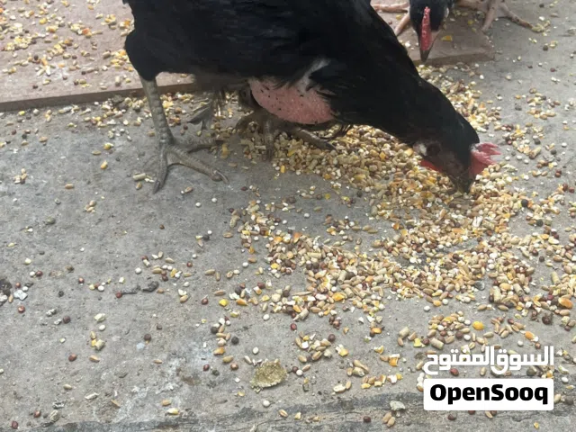 دجاجة عرب للبيع صحة خير من الله