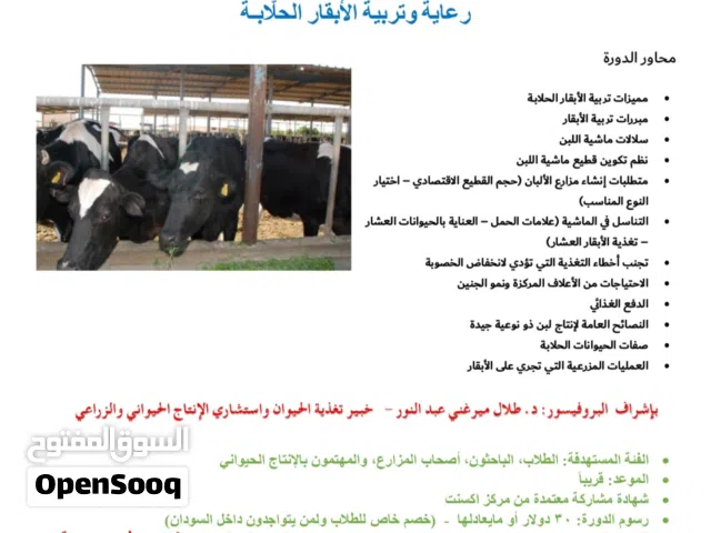 دورة تدريبية أونلاين بعنوان رعاية وتربية الأبقار الحلابة