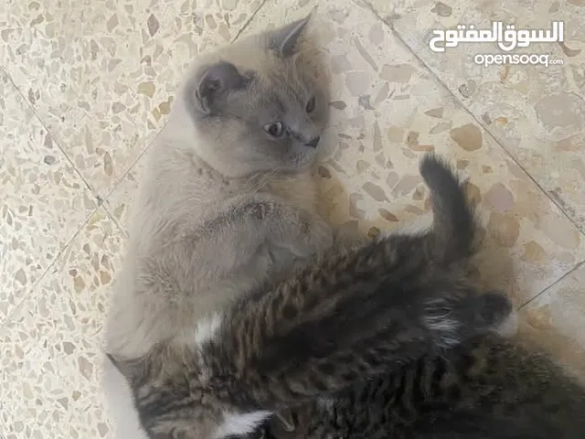 قطه مع أطفالها للتبني