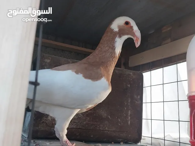 للبدل فحل معكوف اسكندرون ضخم اخلف جديد مثل النار /  للبيع أو للبدل ع طيرة اسكندرون او مساويد