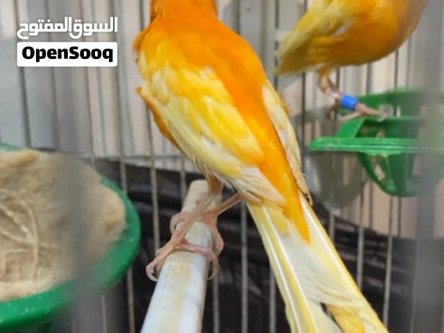 جوز كنار الفحل احمر الطيرة جزرية