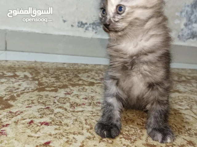 قطط هملايا للبيع بسعر كثير رمزي وطري