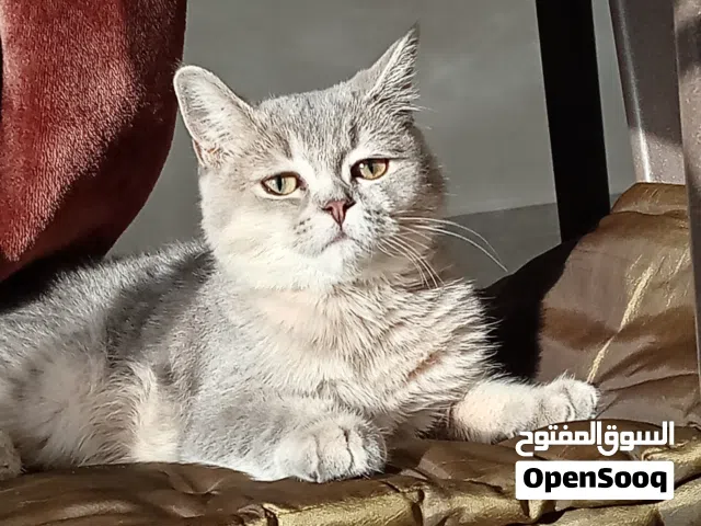 قطة شيرازية الوصف مهم