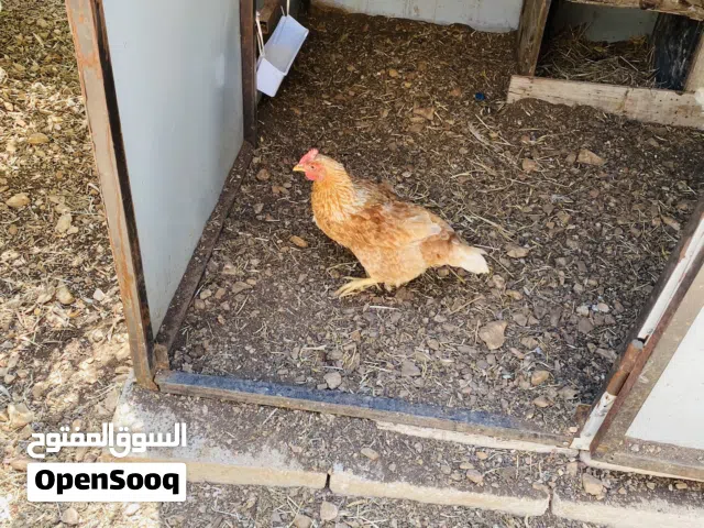 خمس جاجات لوهمان وديك للبيع