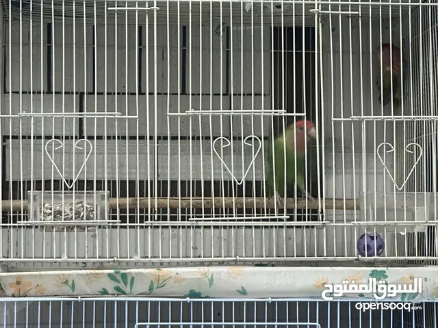 بيع ثمانية طيور الحب