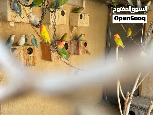 بركديلو مخلط