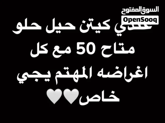 قطو صغير عمره شهر ونص يهبل مع اغراضه والتوصيل علينا ليس للتبني50 kd