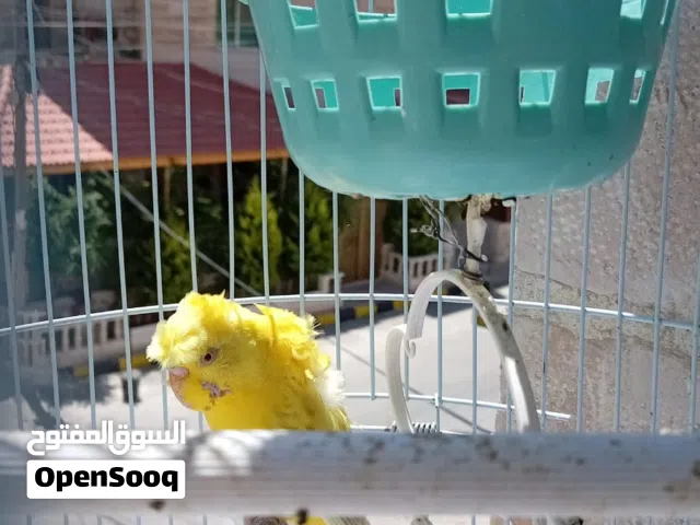 عصفور للبيع مع القفص