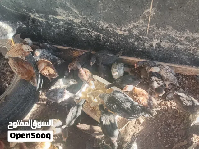 فرخات للبيع