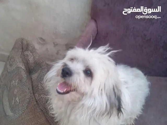 كلب فرنسي لعوب