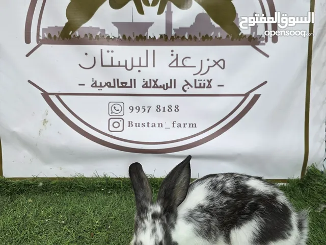 فصائل متنوعه من الأرانب