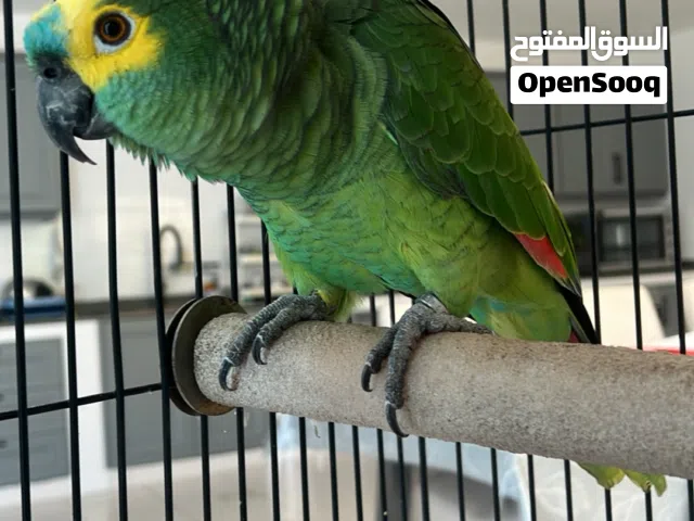 ببغاء للبيع نوعه (Blue-fronted Amazon )