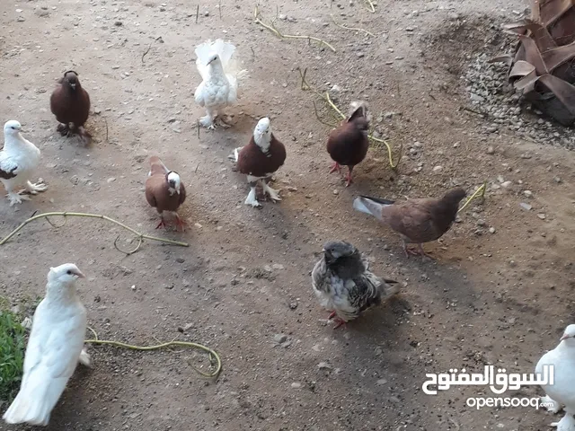 طيور زينة للبيع