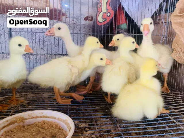 بطوط كوبرا حلوات نشطات العدد 6