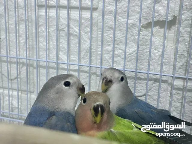 فروخ طيور روز فيها خوف