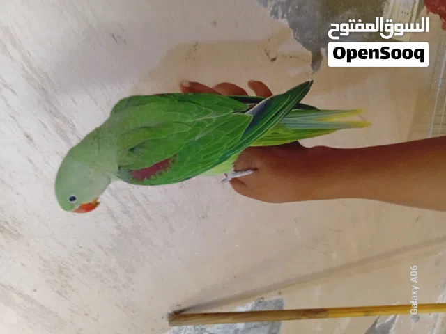 فرخ كاساندرا ايه من الجمال مرسوم رسم العمر شهرين ونص بدايه فطم حجم جامبو زق يدوي اليف مليون بنيه الم