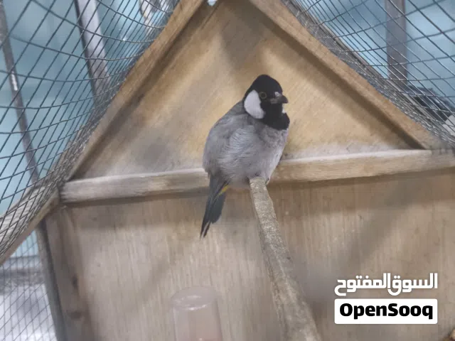 بلابل للبيع ياكلن من الايد