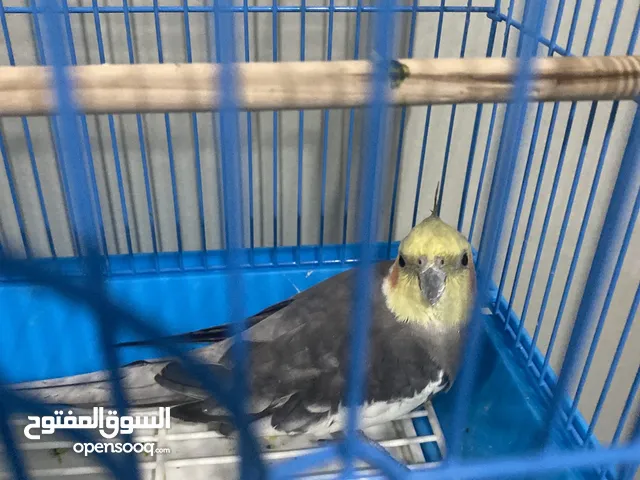 كروان نثيه للبيع