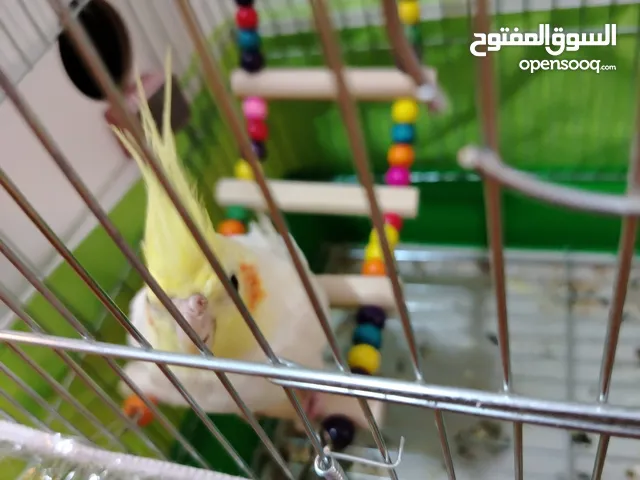 عصفور كوكتيل ابيض البينو عيون حمر يمكن البدل