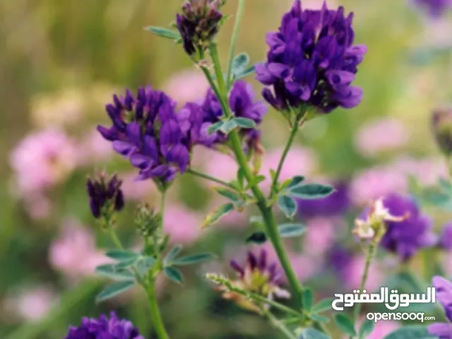 العسل من قلب Zagros. عسل من قلب الطبيعة المورقة لكردستان