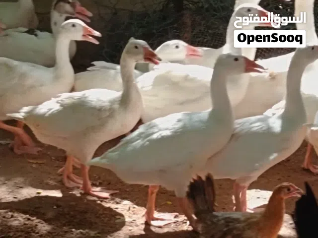 يتوفر  وز   وبط  ودجاج  و حبشي  و رومي