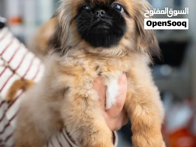 بيكينيز ....حجم سوبر ميني مع جميع مستلزماتو والمطاعيم وجواز السفر