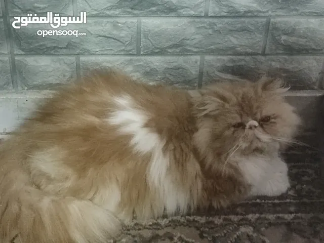 بيرشن زرار للزواج بمقابل مادي الام أصول مسجله