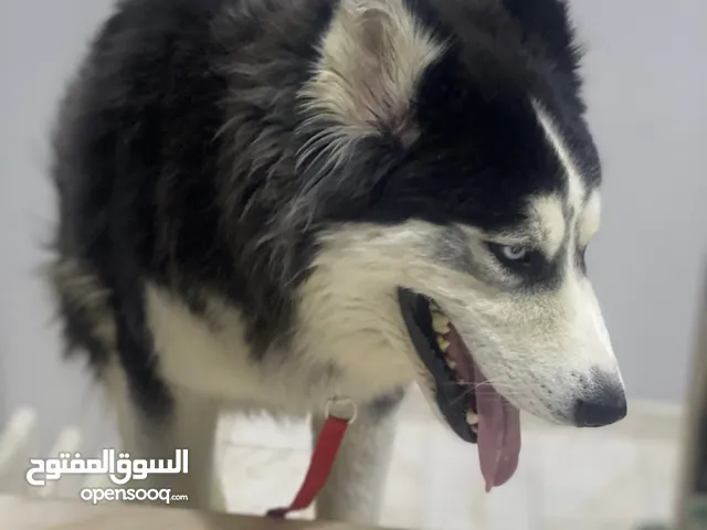 كلب هاسكي للبيع