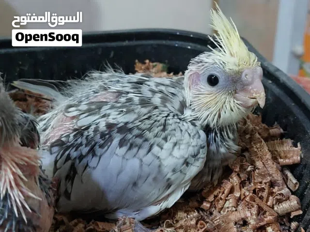 افراخ كوكتيل