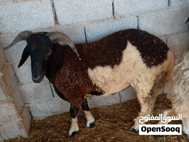 خروف برقاوي  مازال مش مبدل