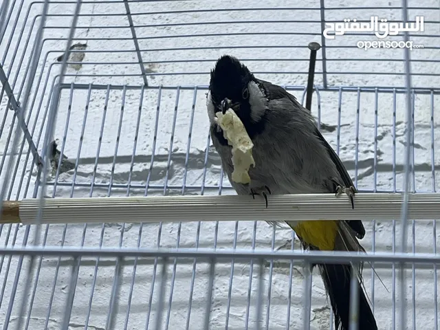 بلبل عراقي ربوة