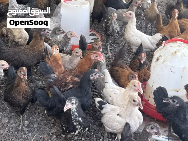 دجاج عماني للبيع
