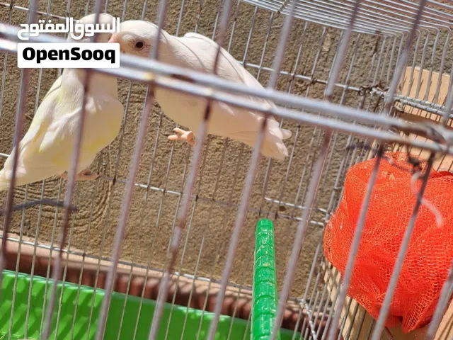كوبيه بركديلو تحتها 3 دحيات