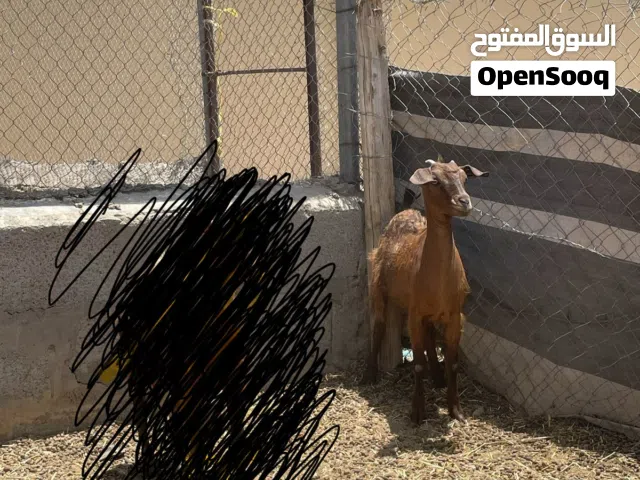 صخله للبيع