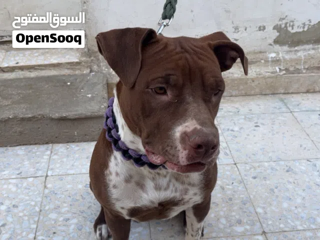 كلب بيتبول للبيع أنثى مطعمة كامل معها دفتر مطاعيم صحتها ما شاء الله الكلبة غير شرسة لعوبة عمرها 11 ش