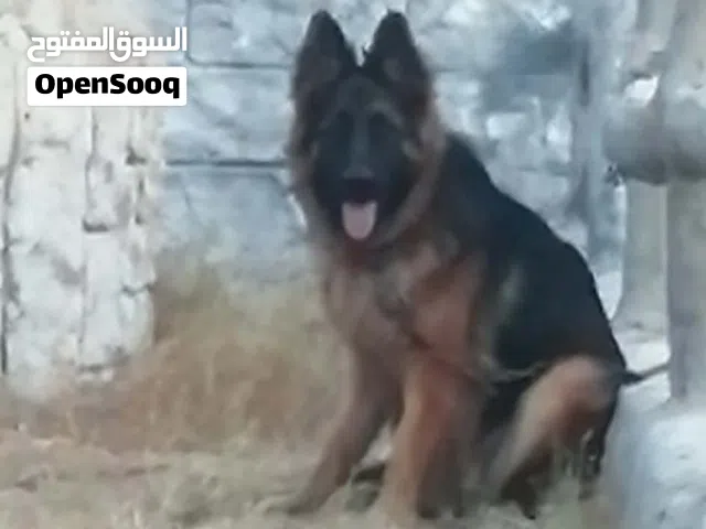 نتايه لنق هير موصفات الله يبارك خنفوره ديل ع تقرزينه