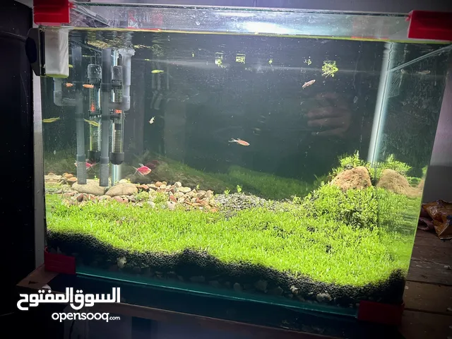 حوض سمك نباتي طبيعي كامل مع اسماك ونضيف جدآ