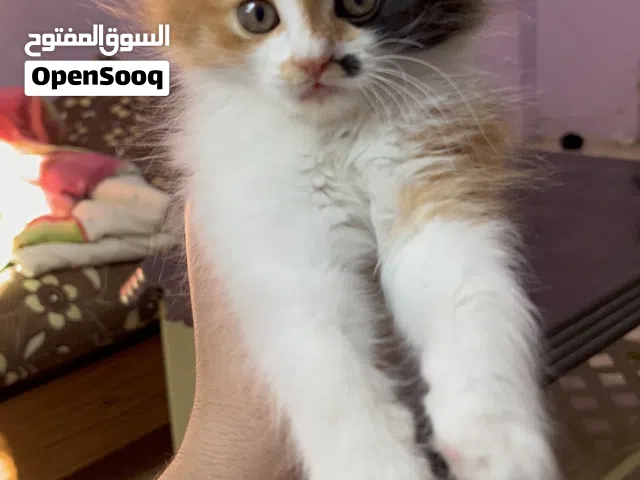 قطة منزلية شيرازي جميلة