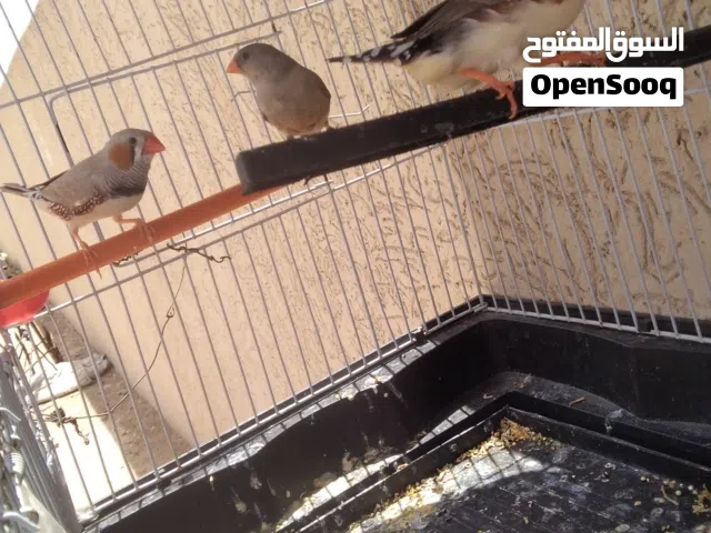 زيبرا للبيع اقراء الوصف
