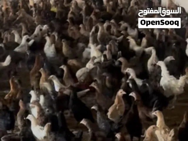 دجاج عماني فرنسي  العمر شهرين