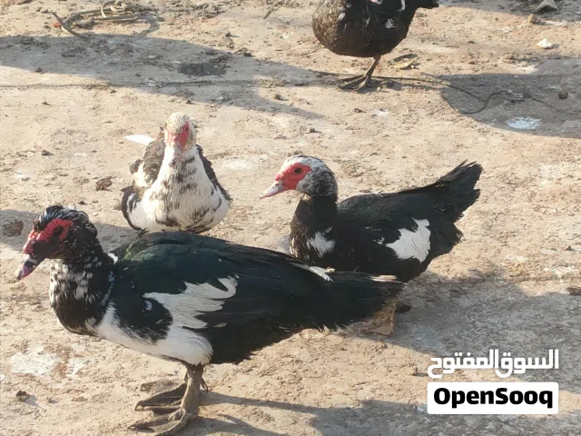 بش مصري امهات و بناتهن