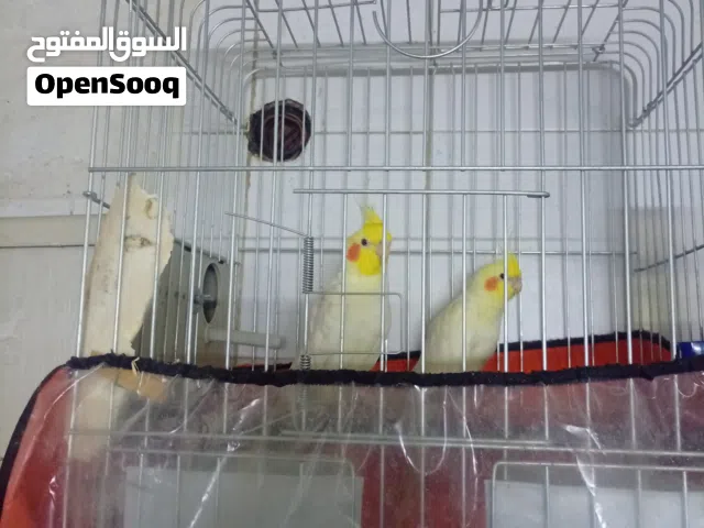 جوزين كوكتيل