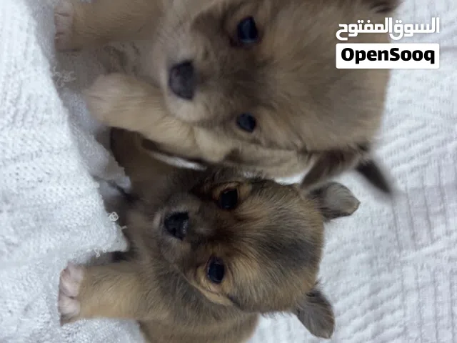 Puppies for Sale – Chihuahua!للبيع جرو شيواوا