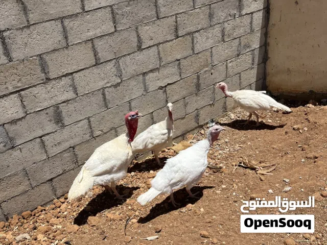 ثلاثة حبشات بيضات + اديك حبش ابيضّ 100دينا. أربع حبشيات أسو بيضات زي اديك حبش أسود 90 دينار