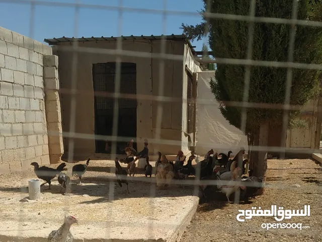 لدينا دجاج بلدي وصيصان بلدي وديوك للبيع